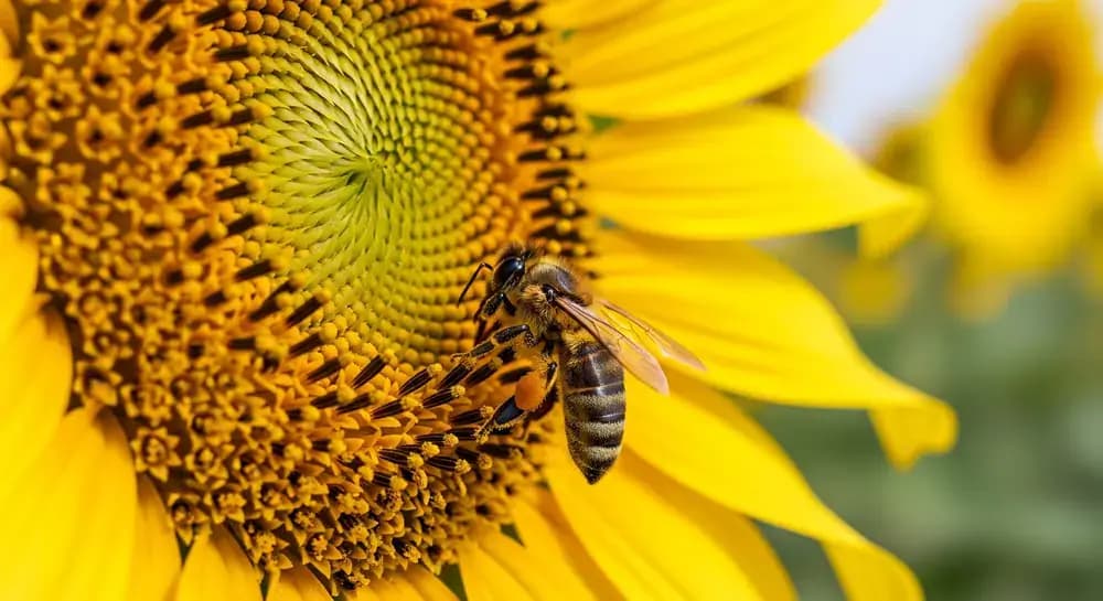 abeille_butineuse_tournesol_atorika