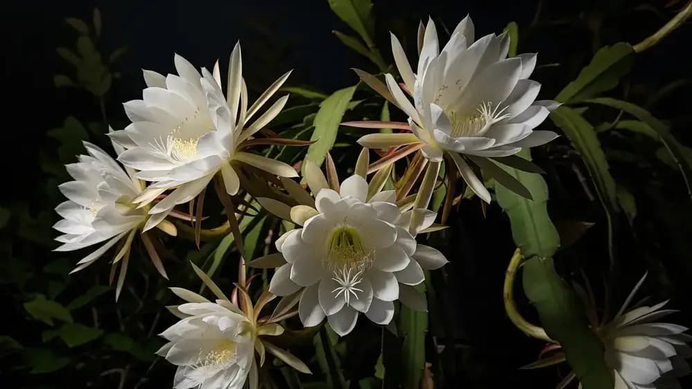 Fleur Reine de la Nuit