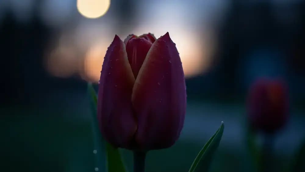 Article Dis, pourquoi les fleurs se ferment la nuit ?