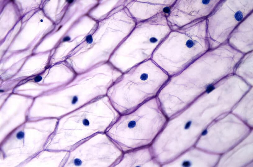 Qu'est-ce qu'une cellule ?
