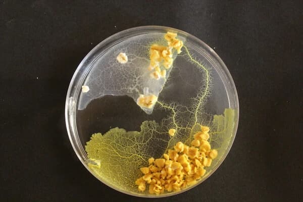 Activité Blobs en pagaille 2