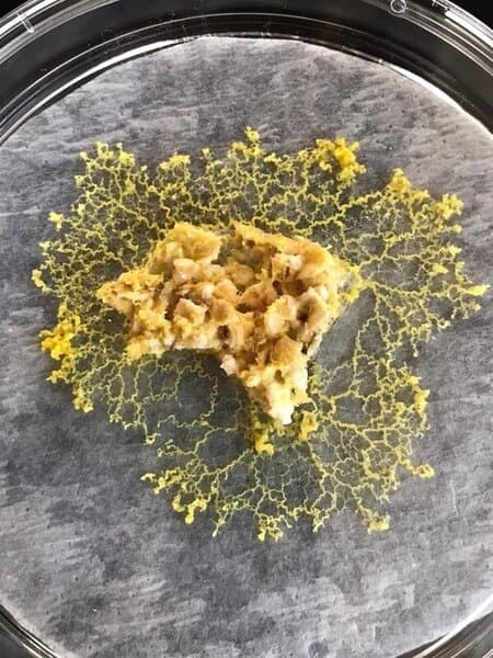 Activité Le réveil du blob 2