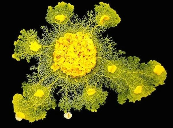 Activité Le défi du blob 2