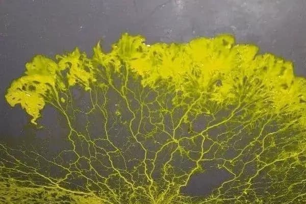 Activité Le défi du blob 4