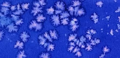 Activité Cristaux d'encre 2