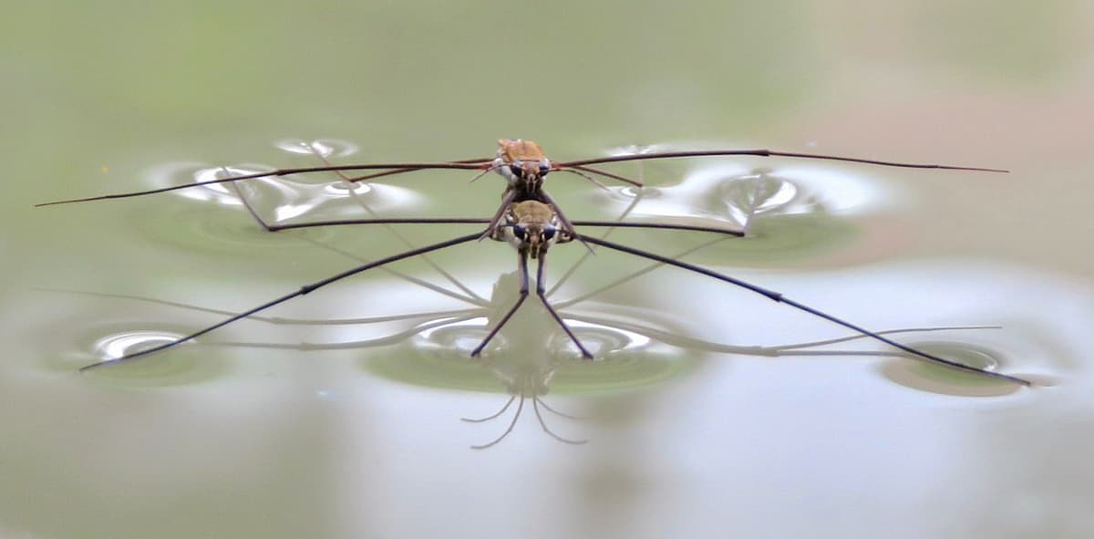 Les trombonnes magiques - Etape 7