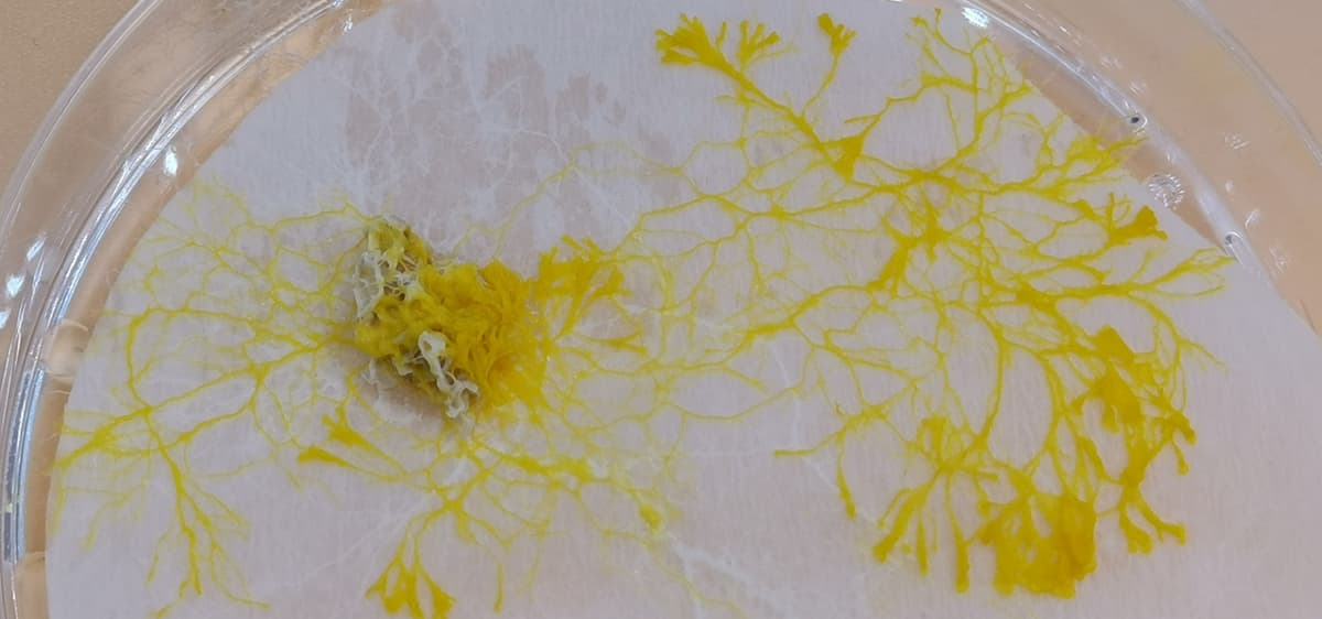 Il s'agit de la mise en dormance du blob